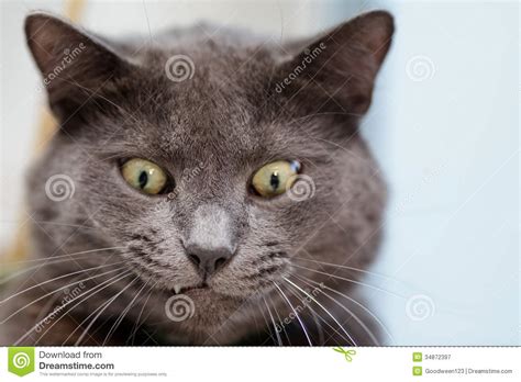 Funny Cat Face Royalty Free Stock Photography Image 34872397