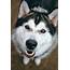 Alaskan Malamute Size Guide How Big Does An Get