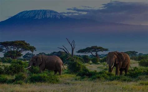 The Best National Parks In Kenya For Wildlife Safari Makemytrip Blog