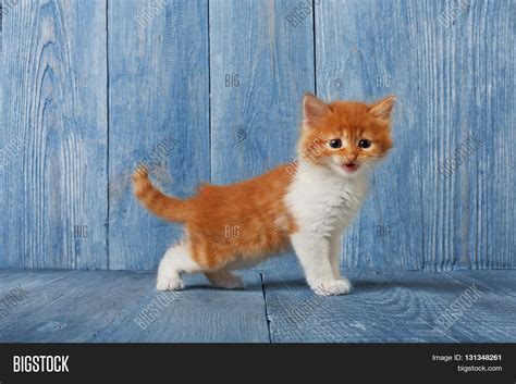 Himalayan kittens have lovely, gentle, affectionate personalities. Ginger Kitten White Chest. Long Image & Photo | Bigstock