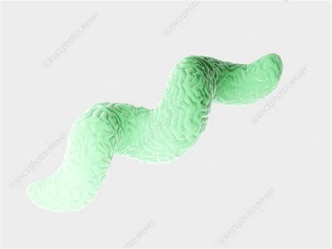 Campylobacter Bacteria Illustration Stock Image F0268908
