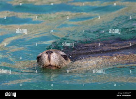 Australian Sea Lion Neophoca Cinerea Stock Photo Alamy
