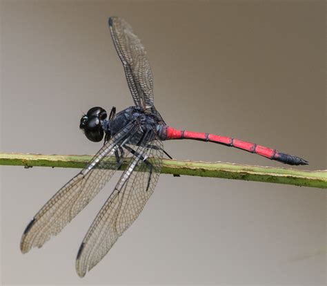 Grenadier Agrionoptera Insignis Insignis In The Skimmer  Flickr