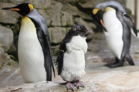 Zanimljive činjenice O Pingvinima Koje Niste Znali