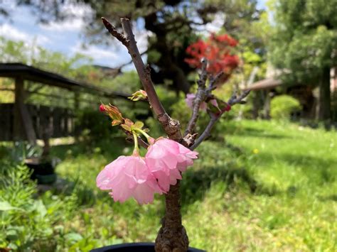 Can Cherry Trees Be Made Into Bonsai