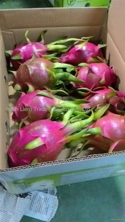 How to pick and prepare dragon fruit. FRESH DRAGON FRUIT - red products,Vietnam FRESH DRAGON FRUIT - red supplier