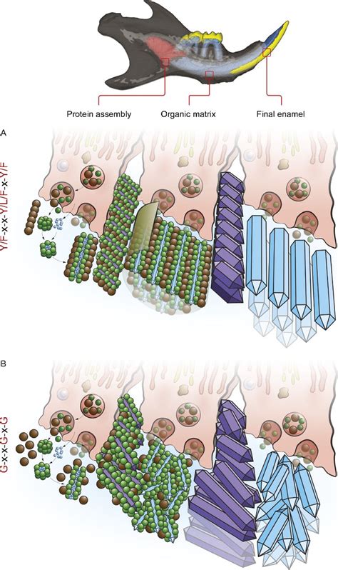 Intrinsically Disordered Proteins Drive Enamel Formation Via An