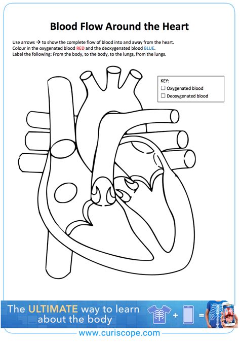 Human Heart Worksheet