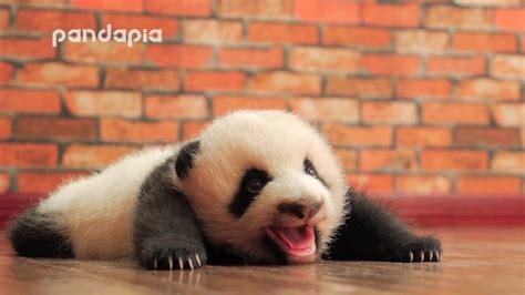 1280 x 720 file type : baby panda's cute voice - YouTube