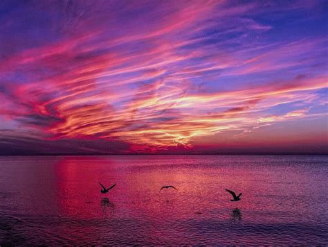 Janette Baillie Photography Grand Bend Seagulls At Sunset