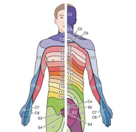 Brachial Plexus Myotomes And Dermatomes Flashcards Quizlet