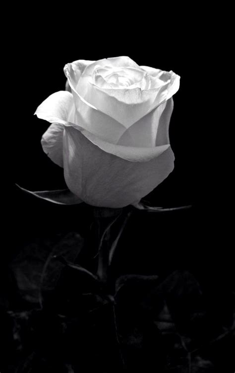 White Aesthetic Black Rose Wallpaper Pin On Gallery Stuff We Did