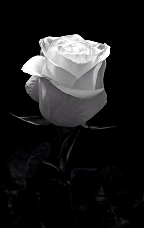 Black And White Aesthetic Roses Wallpapers Wallpaper Cave