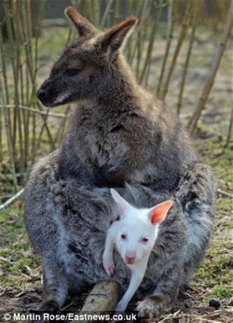 Joey (a young kangaroo or wallaby). 抱错孩子？ 两对小袋鼠母子毛色"混搭"-搜狐IT