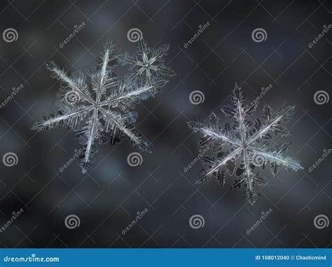 Three Snowflakes Glittering On Smooth Blur Background Stock Photo