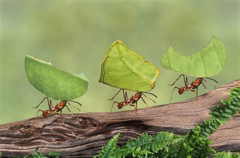 10 Fascinating Facts About Ants