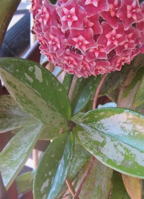 Plants that look like cacti, but aren't: Pin on Hoya Plants: How to Identify and Grow
