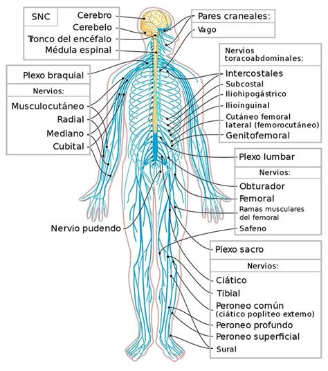 Te explicamos las características del sistema nervioso periférico sus distintas partes y