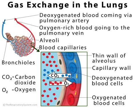 Alveoli Definition Location Anatomy Function Diagrams