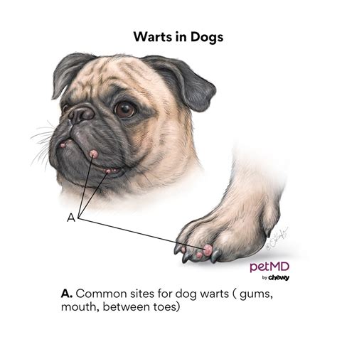 Warts In Dogs Petmd