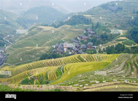 Jinkeng Rice Terraces Guilin Guangxi China Stock Photo Alamy