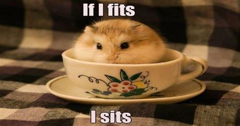 15 Funny Hamster Memes To Get You Through Friday