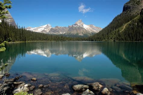 View Of Cathedral Mountain Over Lake Ohara British Columbia On A