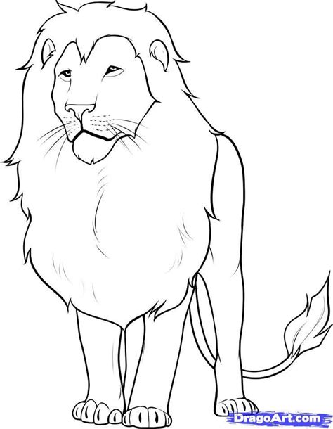 How To Draw A Lion Lion Sketch Lion Drawing Animal Drawings