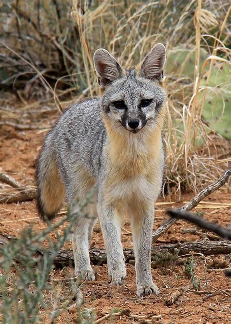 Texas Gray Fox Animals Like Animals Animals Beautiful
