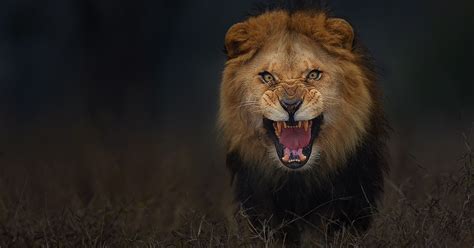 Photographer Shoots Angry Lion Pic Moments Before It