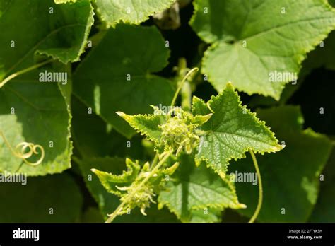 Cucumbers Growing In The Garden Green Leaves Close Up Spread On The Ground The Concept Of