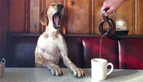 dogs drink coffee