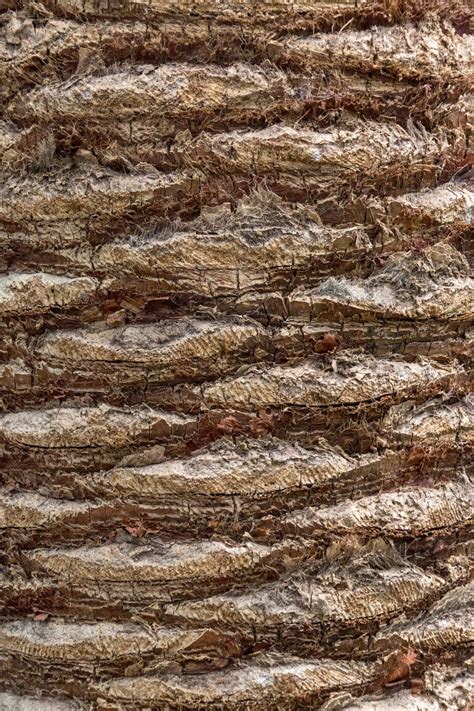 Palm Tree Bark Free Stock Photo Public Domain Pictures