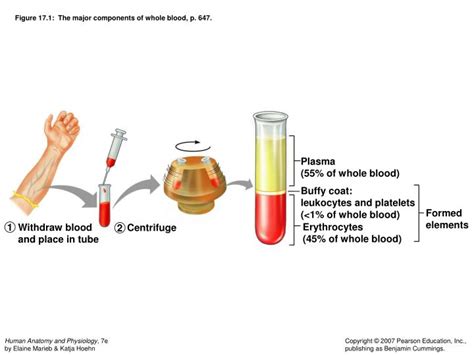 Ppt Chapter 17 Blood Powerpoint Presentation Id5764002