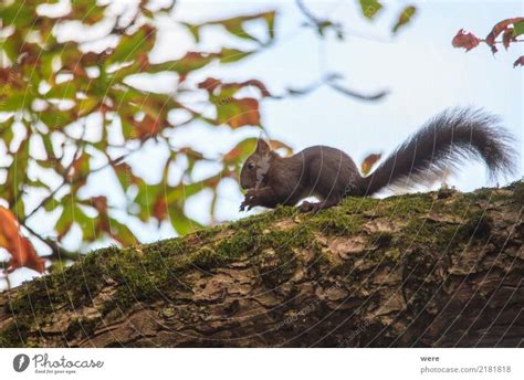 Squirrels Nature Plant A Royalty Free Stock Photo From Photocase