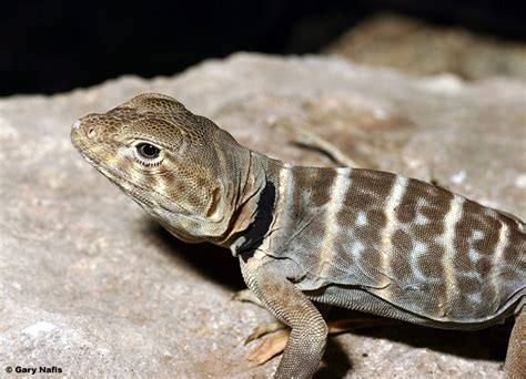 California Collared Lizards Crotaphytus