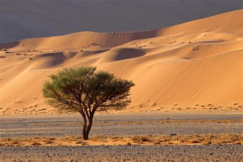 Clima De Los Desiertos ¿cómo Es ¿qué Debemos Tener En Cuenta