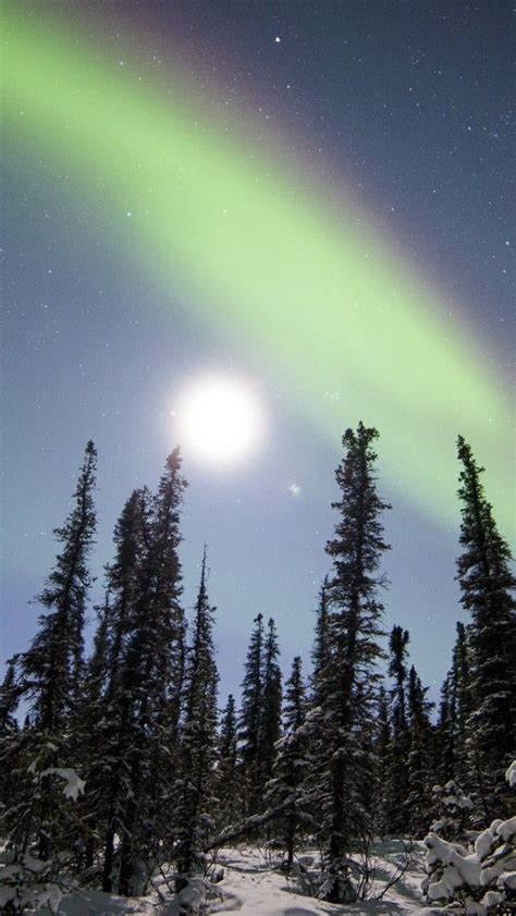 Aurora Borealis Above Denali National Park Alaska Backiee