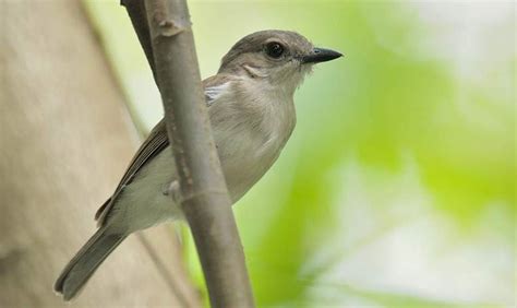 Gambar burung flamboyan jantan dan betina gambar burung wallpaper. Burung Flamboyan Dalam bahasa Indonesia- nya disebut dengan Burung Wergan Jawa | Ruang Hobby