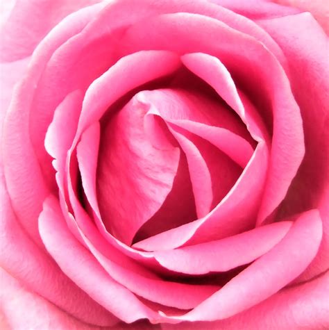 Pink Rose Free Photo Download Freeimages