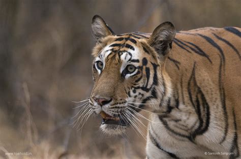 Tigers Of Bandhavgarh Spotty Photostory Series On Popular Tigers