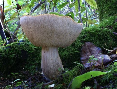 Bolete A Bolete Is A Type Of Fungal Fruiting Body Characte Flickr