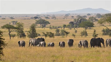 Tanzania Safari Cost Lifetime Safaris