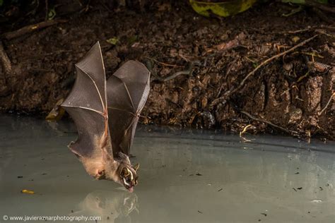 DRINK Bat Drinking On The Ecuadorian Amazon By Javier Aznar