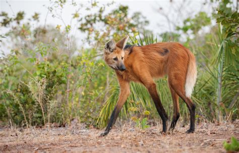 Maned Wolf On The Prowl Sean Crane Photography
