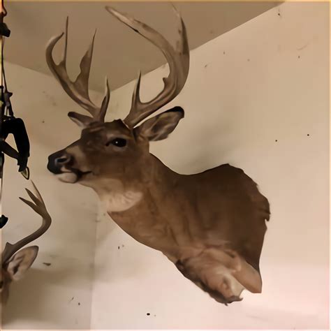 Whitetail Deer Mounts For Sale 92 Ads For Used Whitetail Deer Mounts
