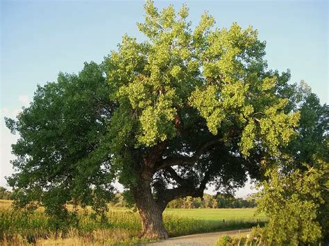 Kansas State Tree Cottonwood Tree