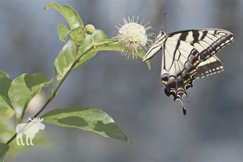 What Do Tiger Swallowtails Eat Forest Wildlife