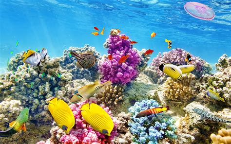 Hd Wallpaper Download Wallpaper Underwater World Coral Reef Tropical