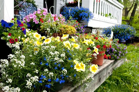 How To Use Bedding Plants In Your Lawn Or Garden